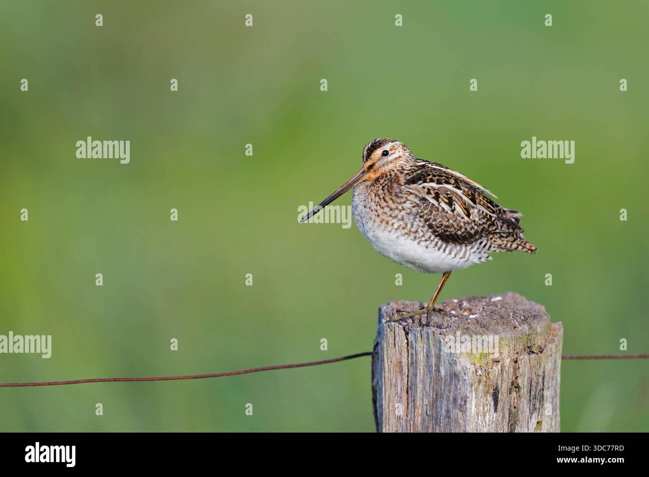 Bekassine, Gallinago gallinago, Beccaccino Foto Stock