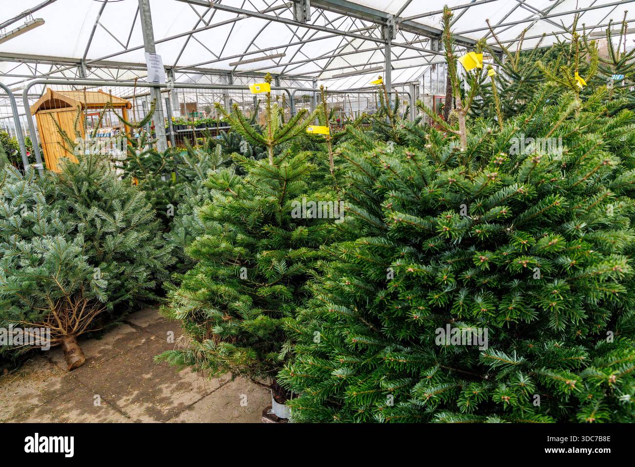 Alberi di Natale in vendita presso Garden Center, Abergavenny, Galles, Regno Unito Foto Stock