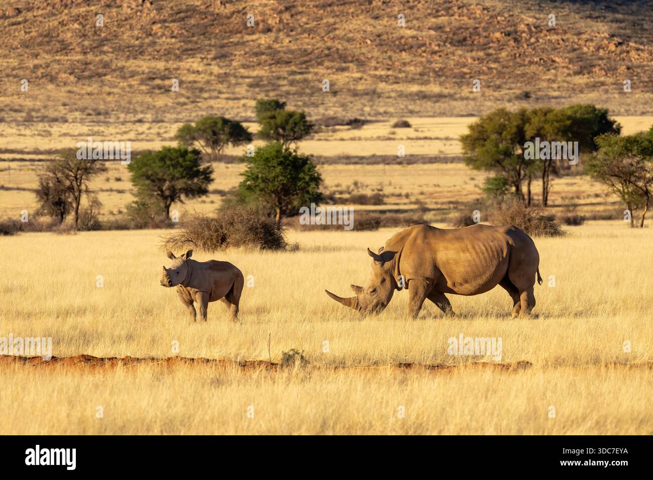 Rinoceronte bianco con pascolamento di vitelli nelle praterie dorate, regione di Hardap, Namibia - ottobre 2025 Foto Stock