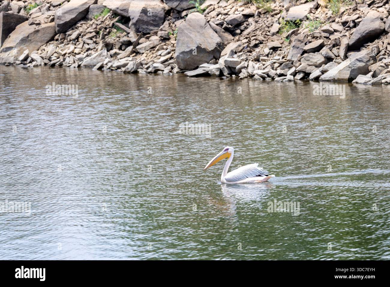 Grande nuoto di pellicani bianchi nel lago della namibia, lago Oanob-Dam vicino a Rehoboth, Namibia - ottobre 2025 Foto Stock