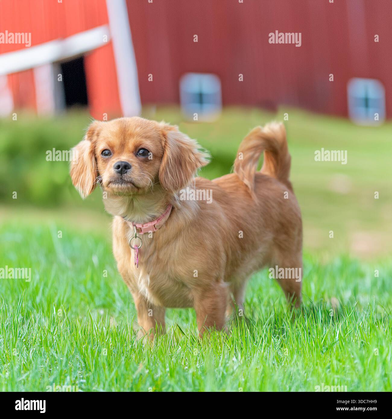cane cavachon in una fattoria Foto Stock