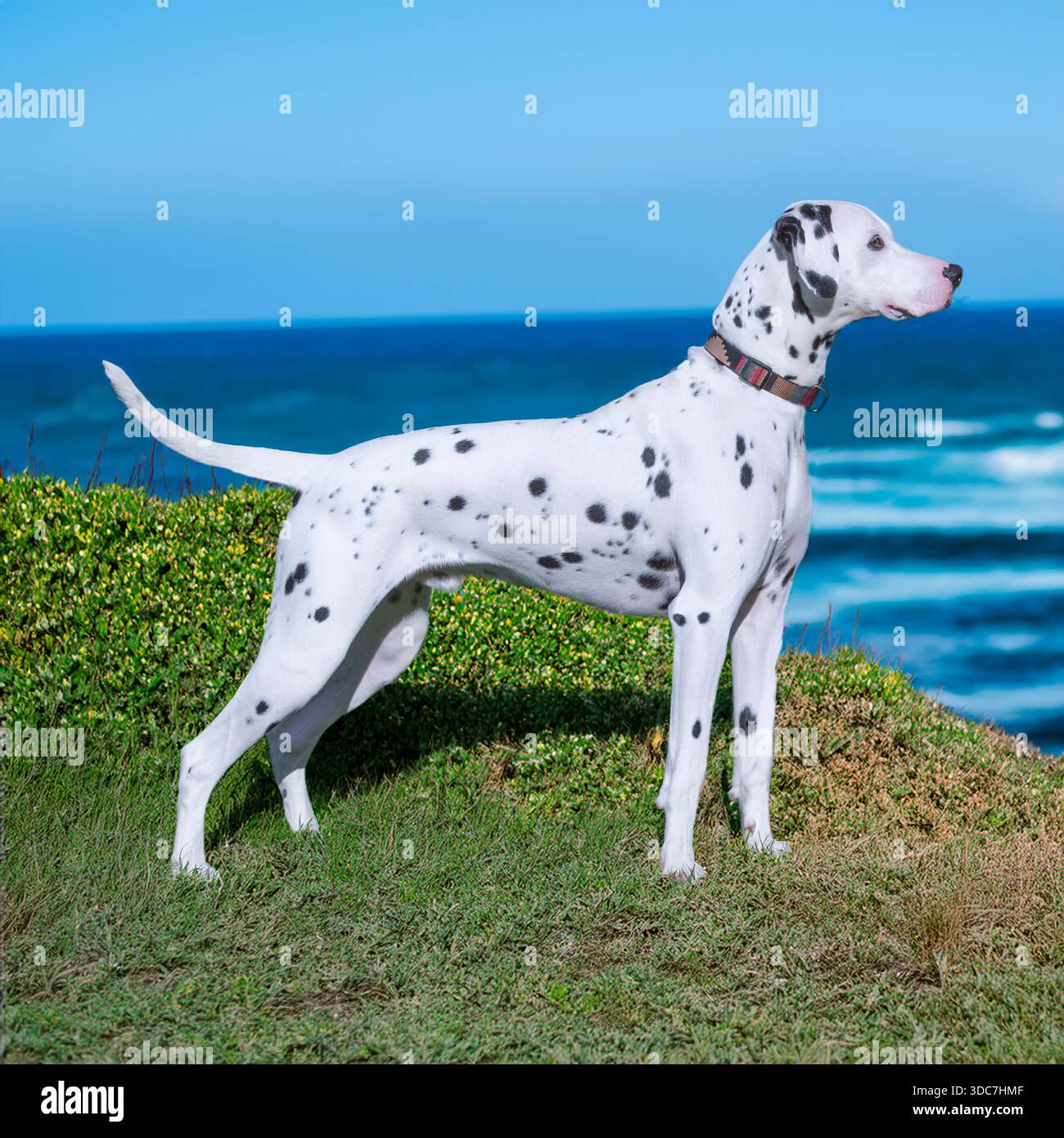 Cane dalmata in piedi sul mare Foto Stock