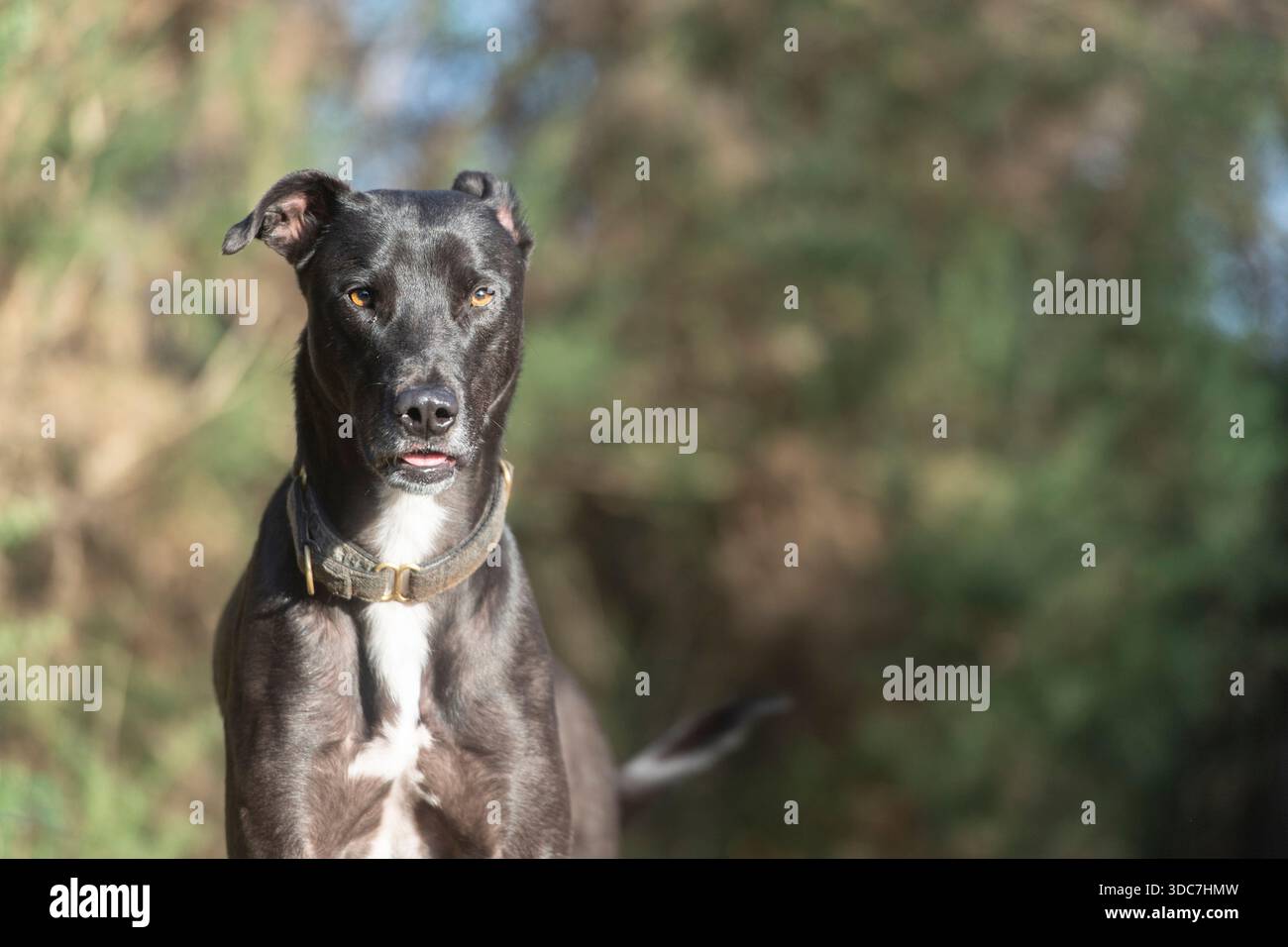 cane lurcher che guarda nella telecamera con uno sguardo intenso Foto Stock
