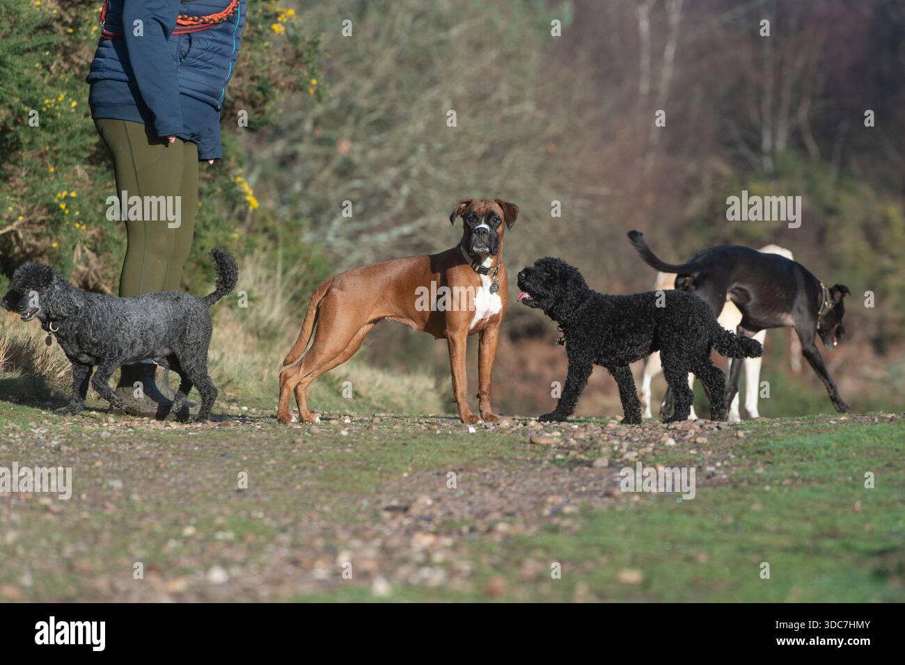 camminatore per cani con 5 cani Foto Stock