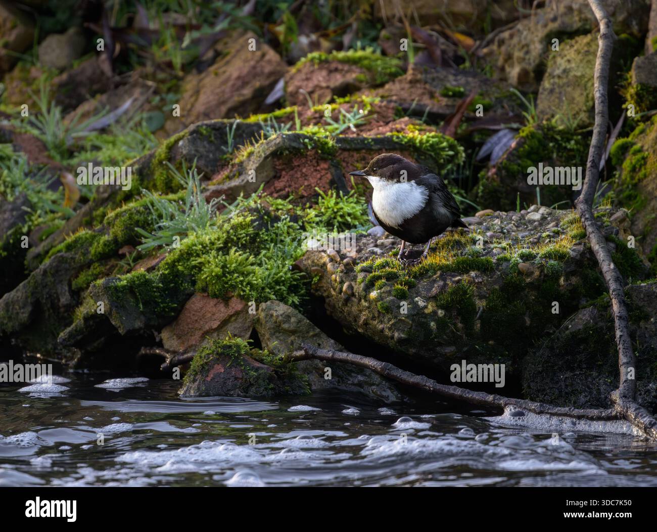 Un Black Bellied Dipper Cinclus cinclus che si trovano dentro e intorno al fiume Wensum North norfolk, Regno Unito Foto Stock