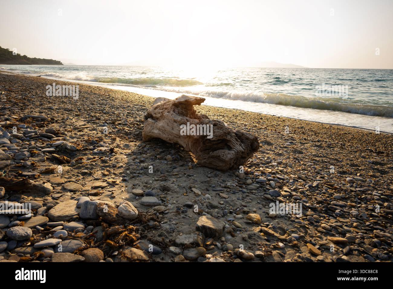 Driftwood lavato a terra sulla Pebble Beach al tramonto Foto Stock