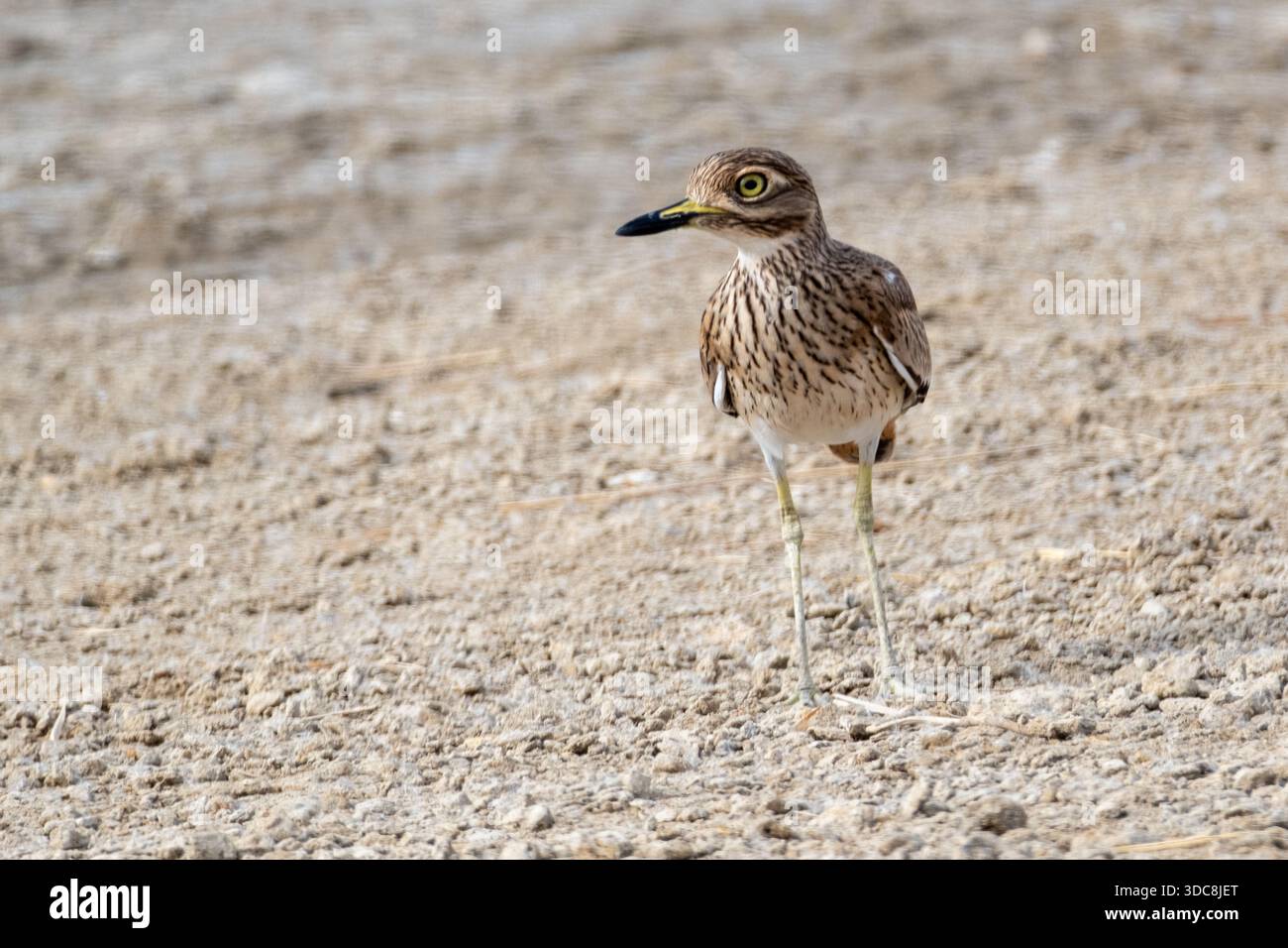 Senegal ginocchio spesso (Burhinus senegalensis) in piedi sulla riva del lago ghiaioso nell'area protetta del lago Qarun, Fayoum, Egitto Foto Stock