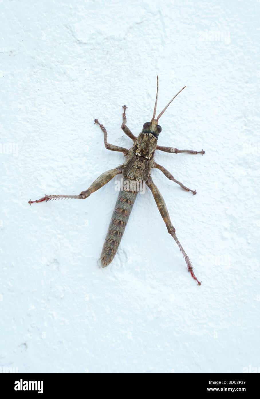 Grasshopper su una parete bianca, Acinipe sp. Spagna Foto Stock