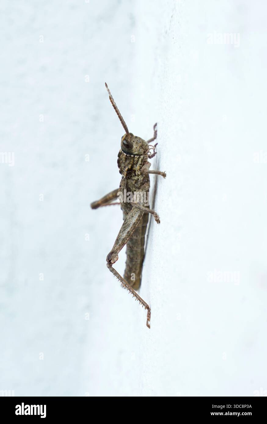 Grasshopper su una parete bianca, Acinipe sp. Spagna Foto Stock