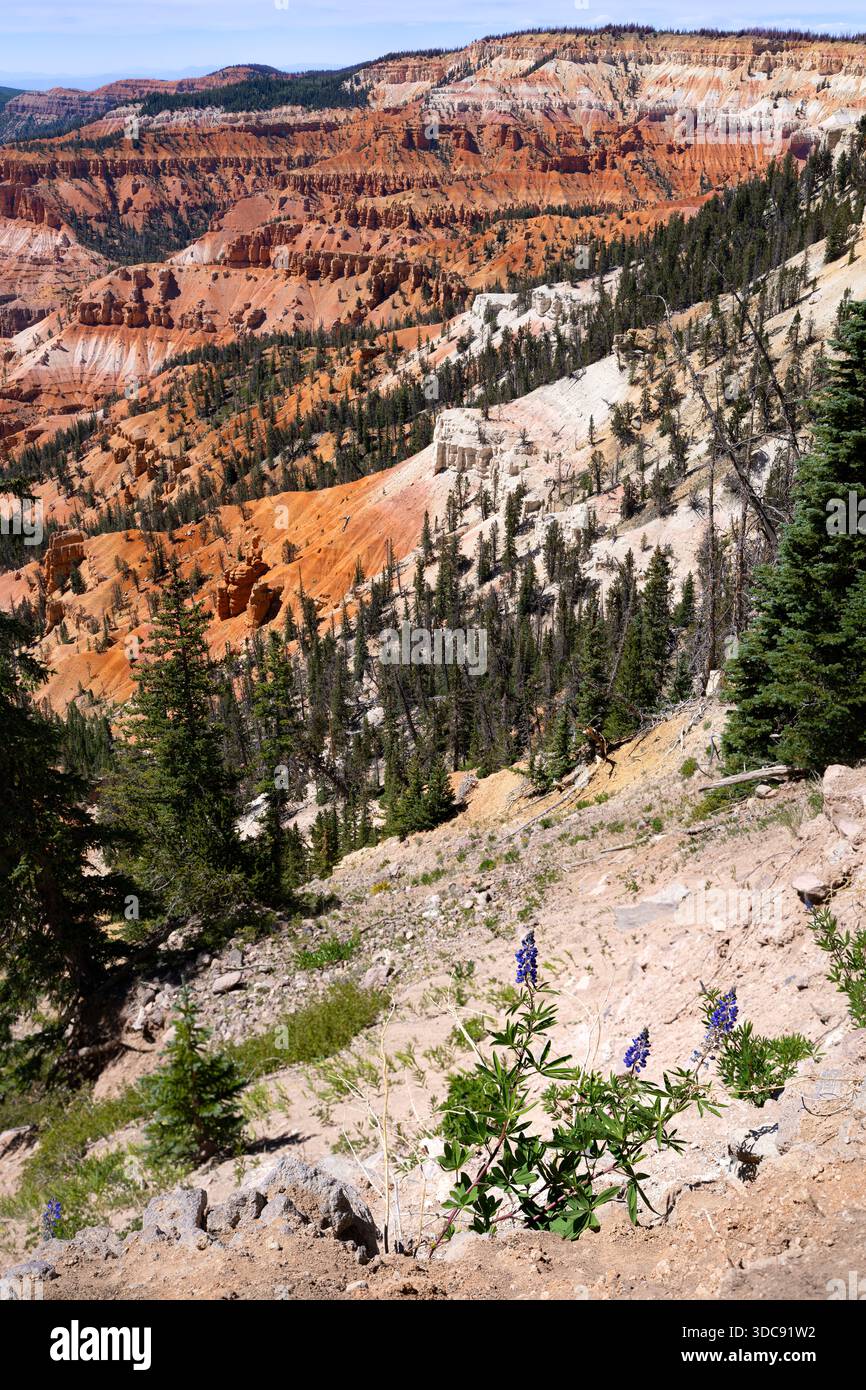 Alpine Pond Loop Trail, Cedar Breaks National Monument, Utah, Stati Uniti Foto Stock