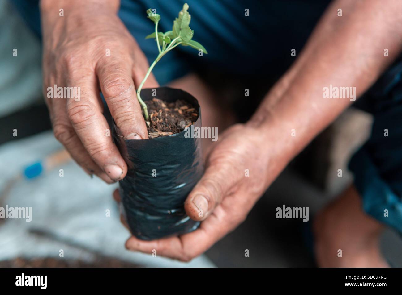 Primo piano delle mani del giardiniere che tengono un germoglio in una borsa nera per bambini. Concetto di crescita, rimboschimento e sostenibilità ambientale. Foto Stock