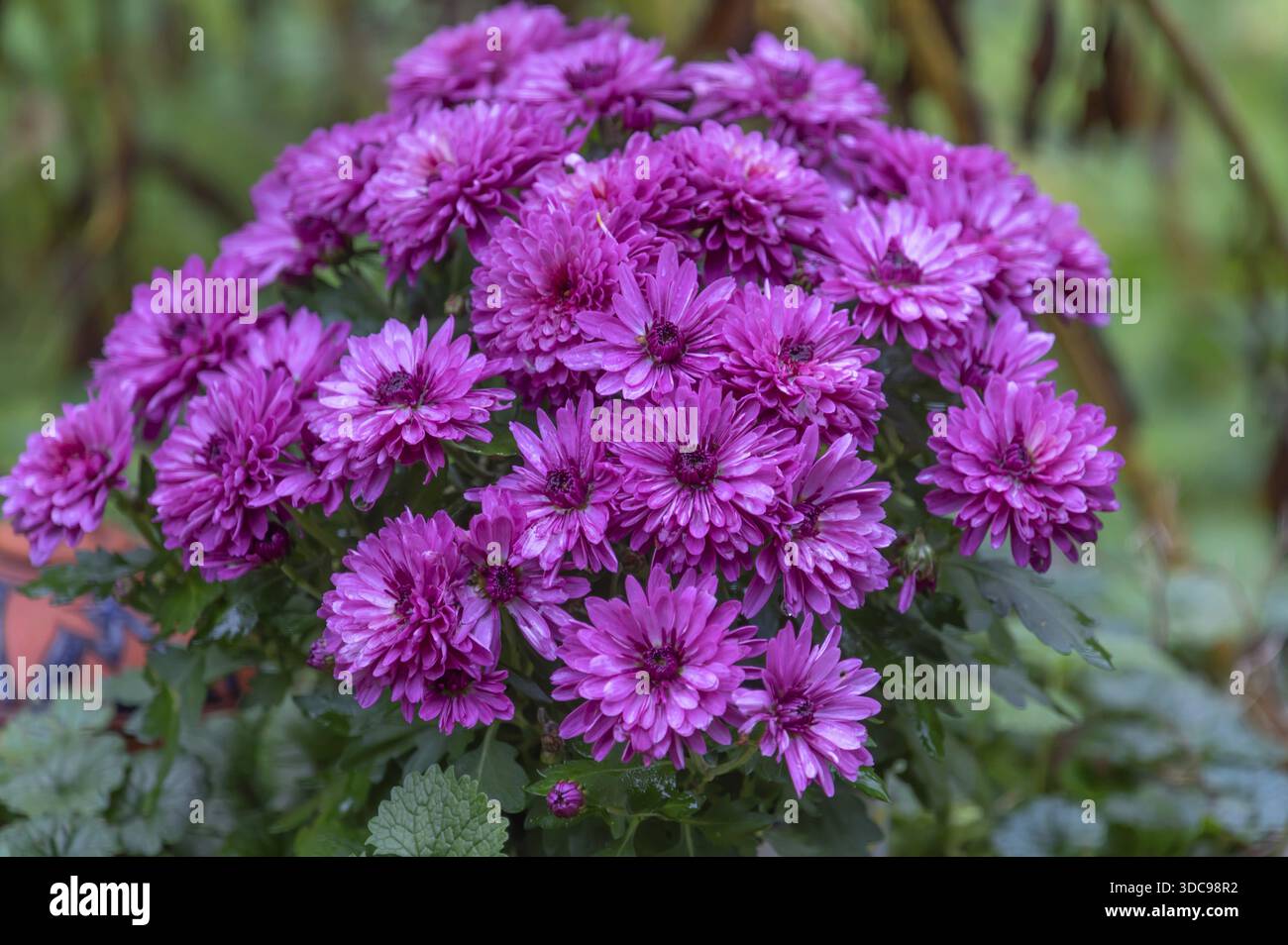 Bouquet di assaggi autunnali (Symphyotrichum), Baviera, Germania Foto Stock
