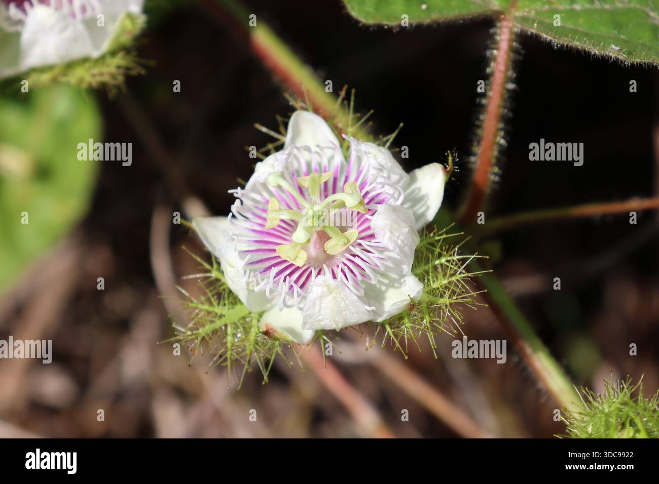 Fiore su una pianta di passionfloreale puzzolente (Passiflora foetida) Foto Stock