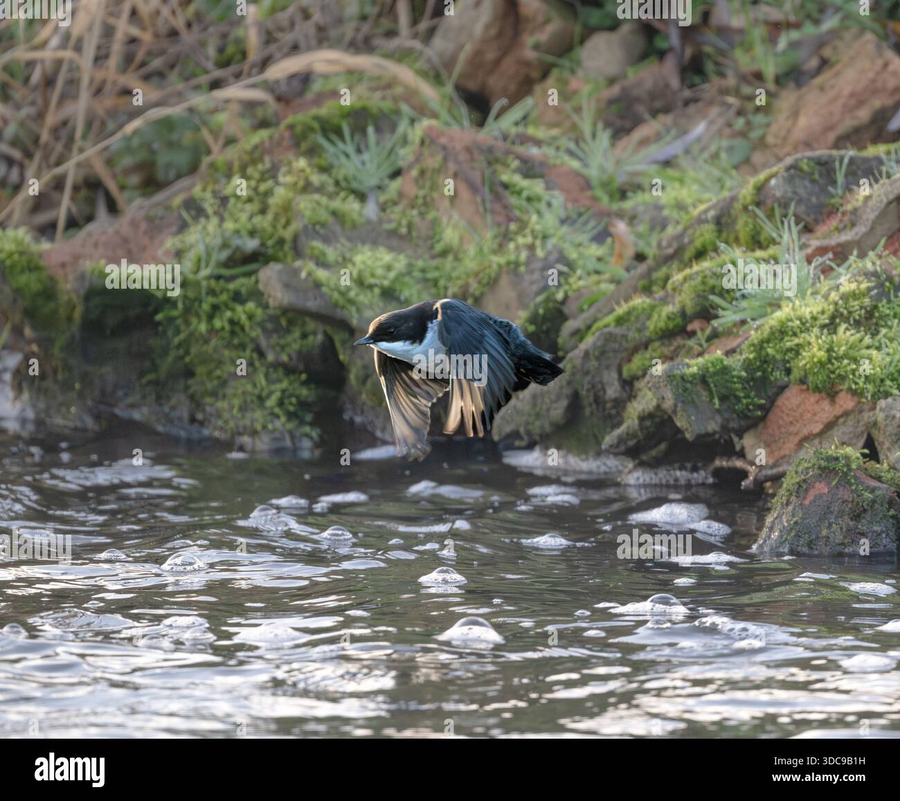 Un Black Bellied Dipper Cinclus cinclus che si trovano dentro e intorno al fiume Wensum North norfolk, Regno Unito Foto Stock