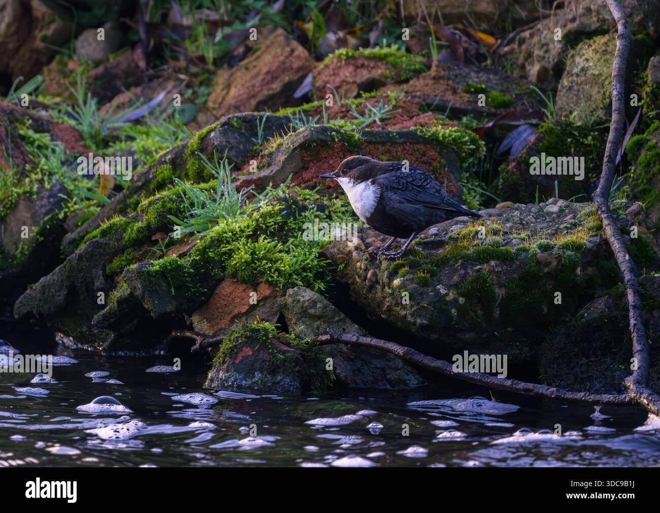 Un Black Bellied Dipper Cinclus cinclus che si trovano dentro e intorno al fiume Wensum North norfolk, Regno Unito Foto Stock