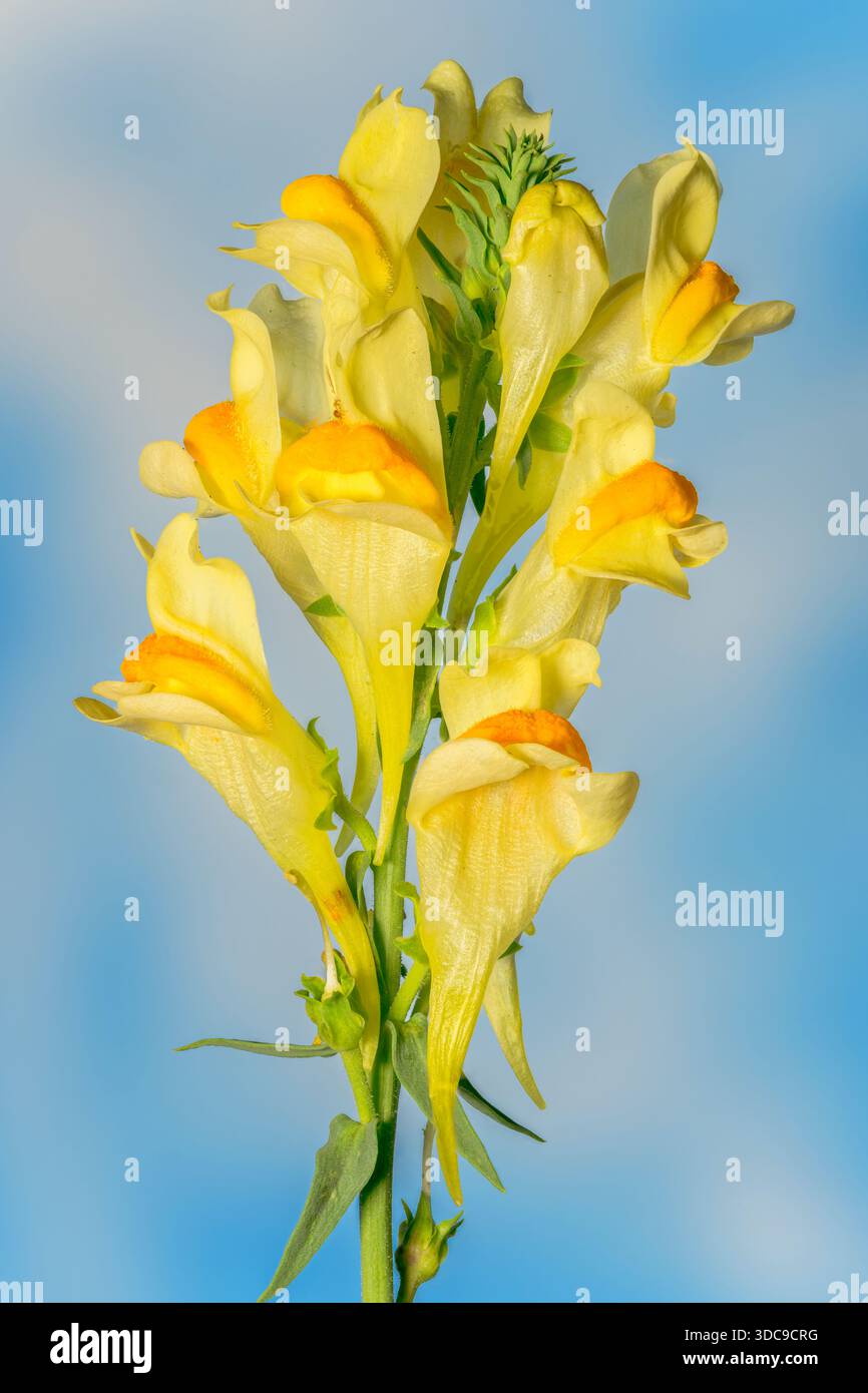 Common Toadflax, Linaria vulgars, Norfolk, Regno Unito, 17 ottobre 2025 Foto Stock