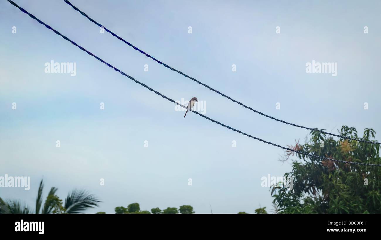 Uccelli appollaiati su cavi sopra gli alberi in un ambiente urbano in Malesia, mostrando un equilibrio tra natura e infrastrutture. Foto Stock