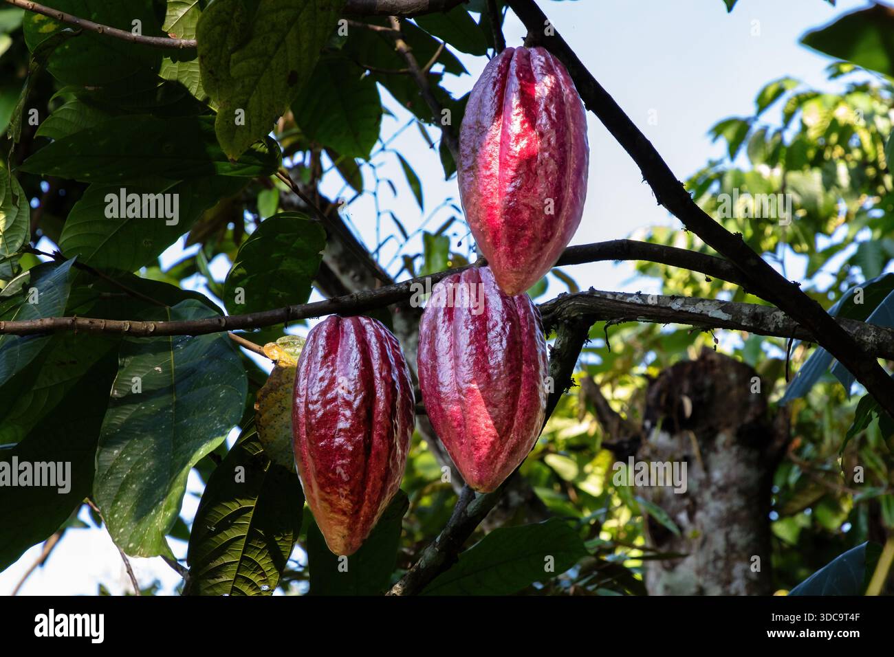 Baccelli di cacao che crescono su un albero di cacao Theobroma nel nord di Bali, Indonesia Foto Stock