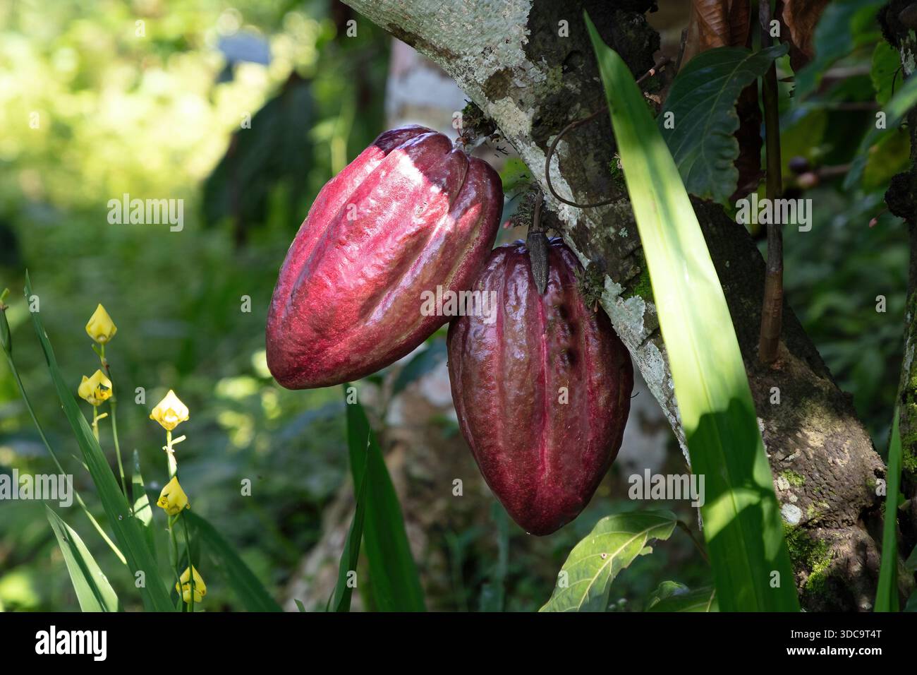 Baccelli di cacao che crescono su un albero di cacao Theobroma nel nord di Bali, Indonesia Foto Stock