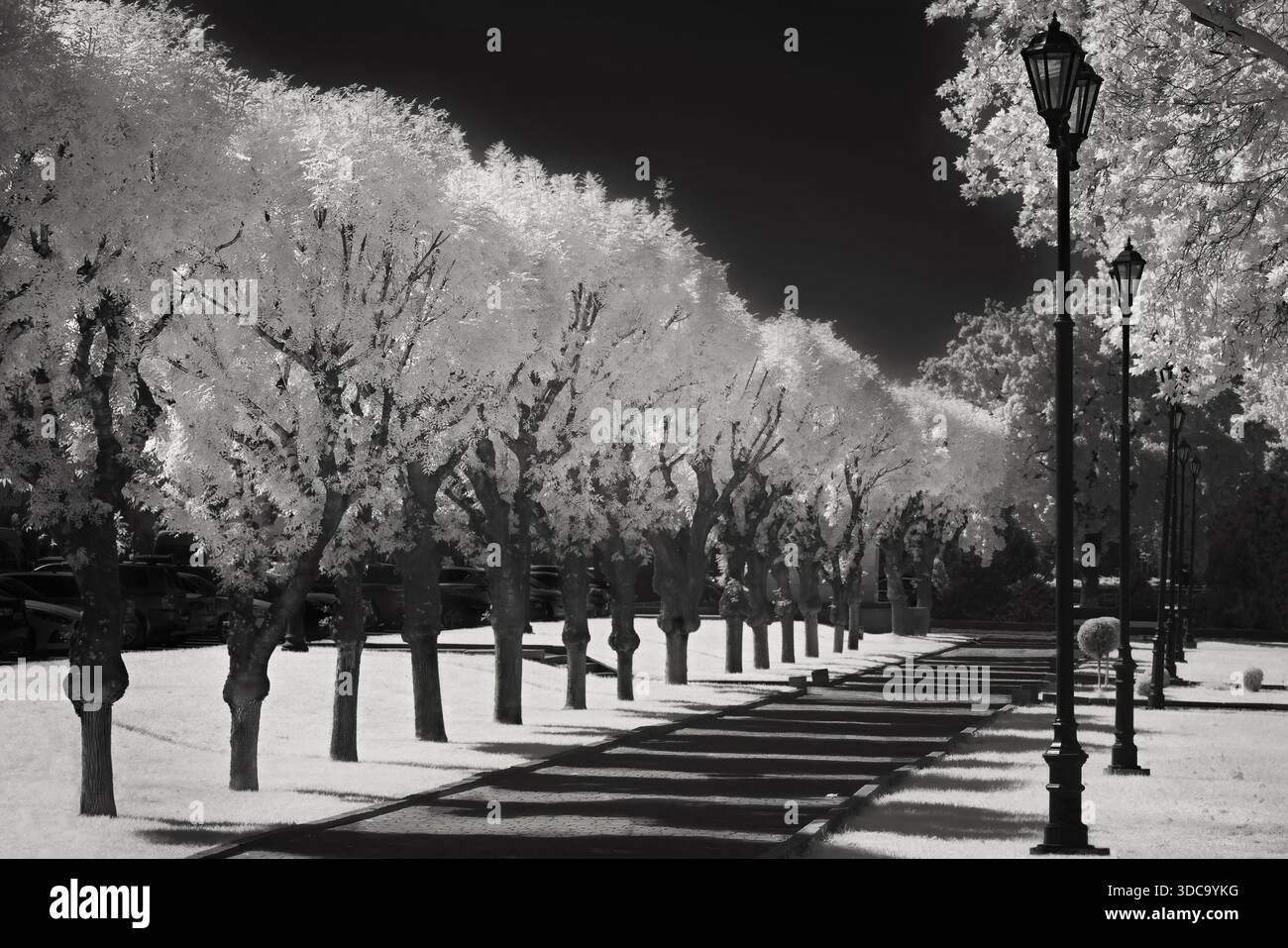 Alberi nel parco di Bishkek, Kirghizistan Foto Stock