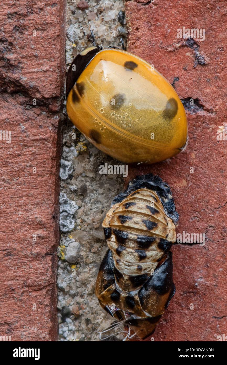 Recentemente emersi sette punti di ladybird o coccinella sulla parete di mattoni accanto alla cassa vuota della pupa, mentre il colore cambia da giallo a rosso e le macchie si sviluppano completamente Foto Stock