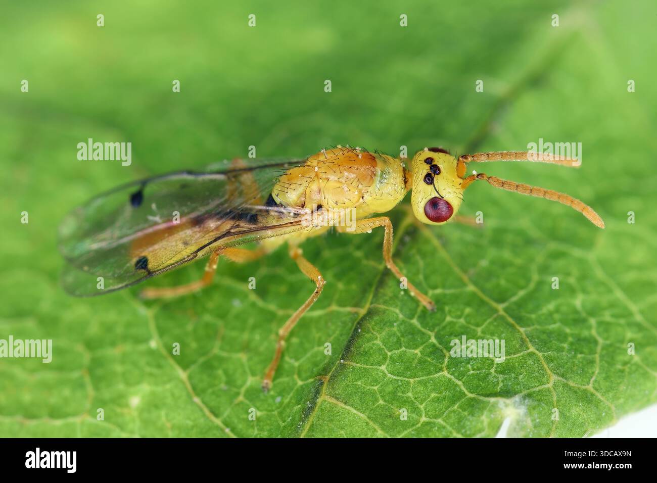 Maschio di vespa minuta del genere Megastigmus nella famiglia Megastigmidae. Sviluppo larvale all'interno dei semi di alberi e arbusti. Foto Stock
