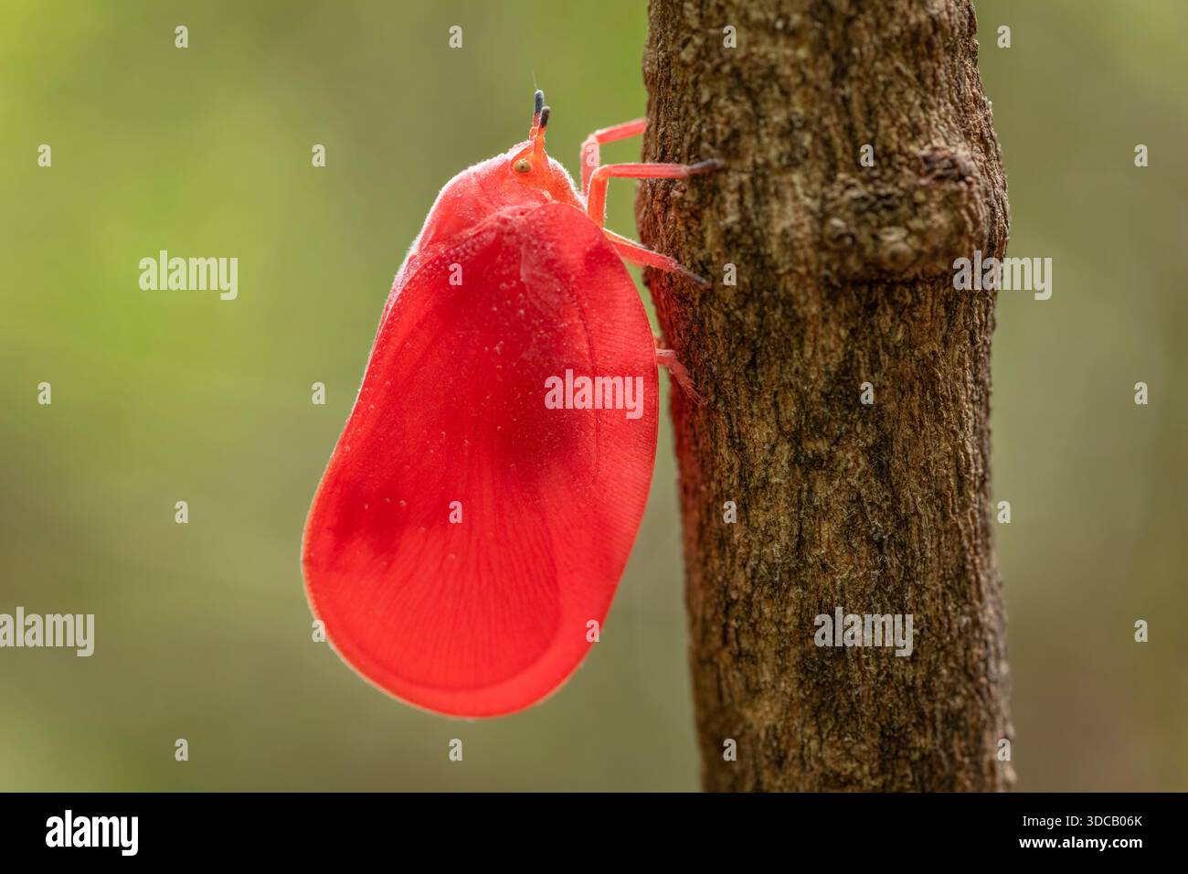 Un insetto di foglie flatide seduto su un albero nella sua fase finale di sviluppo rosso, Madagascar. Foto Stock
