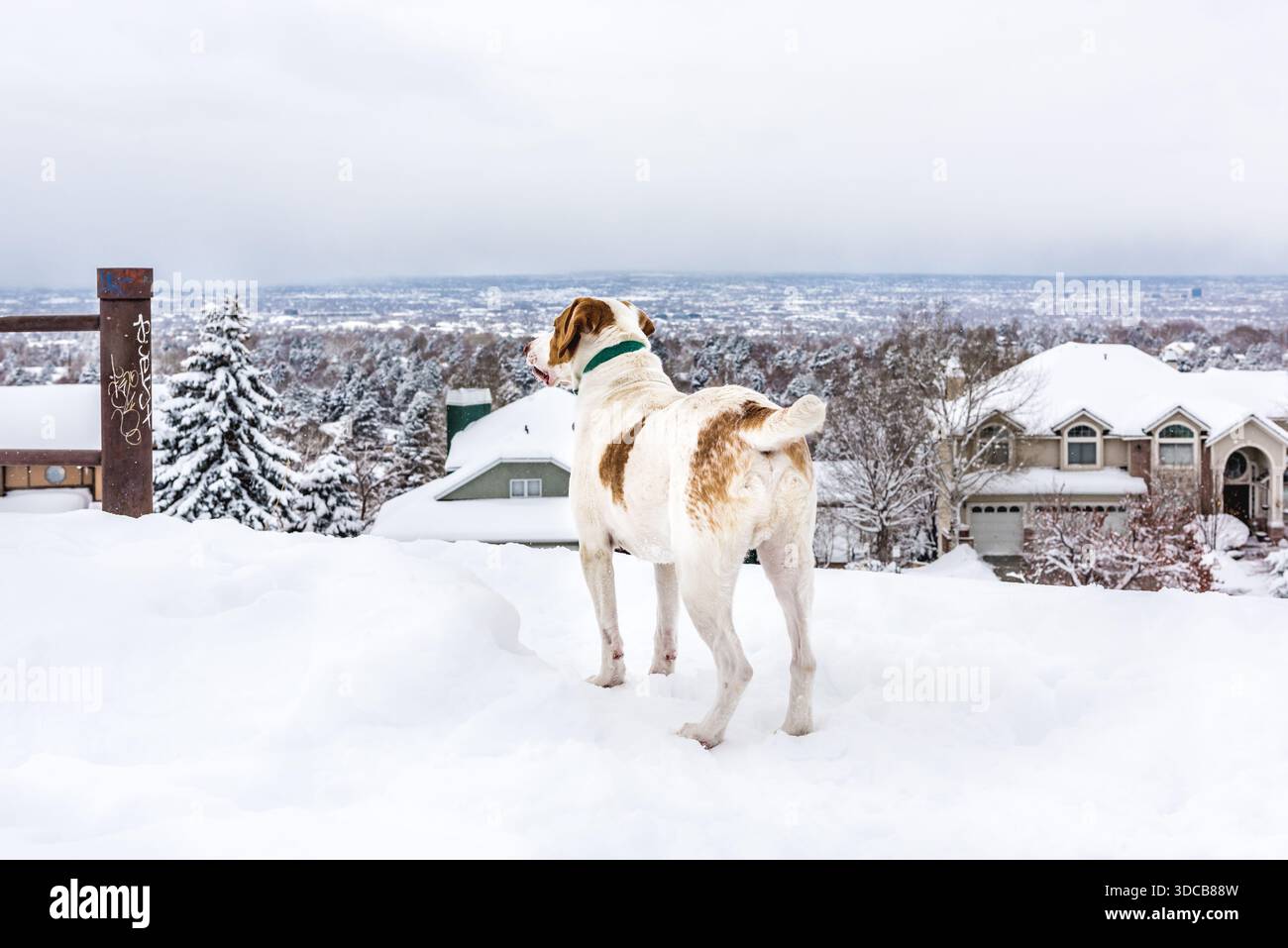 Cane in piedi sulla neve fresca, affacciato su un quartiere periferico dello Utah in inverno. Foto Stock