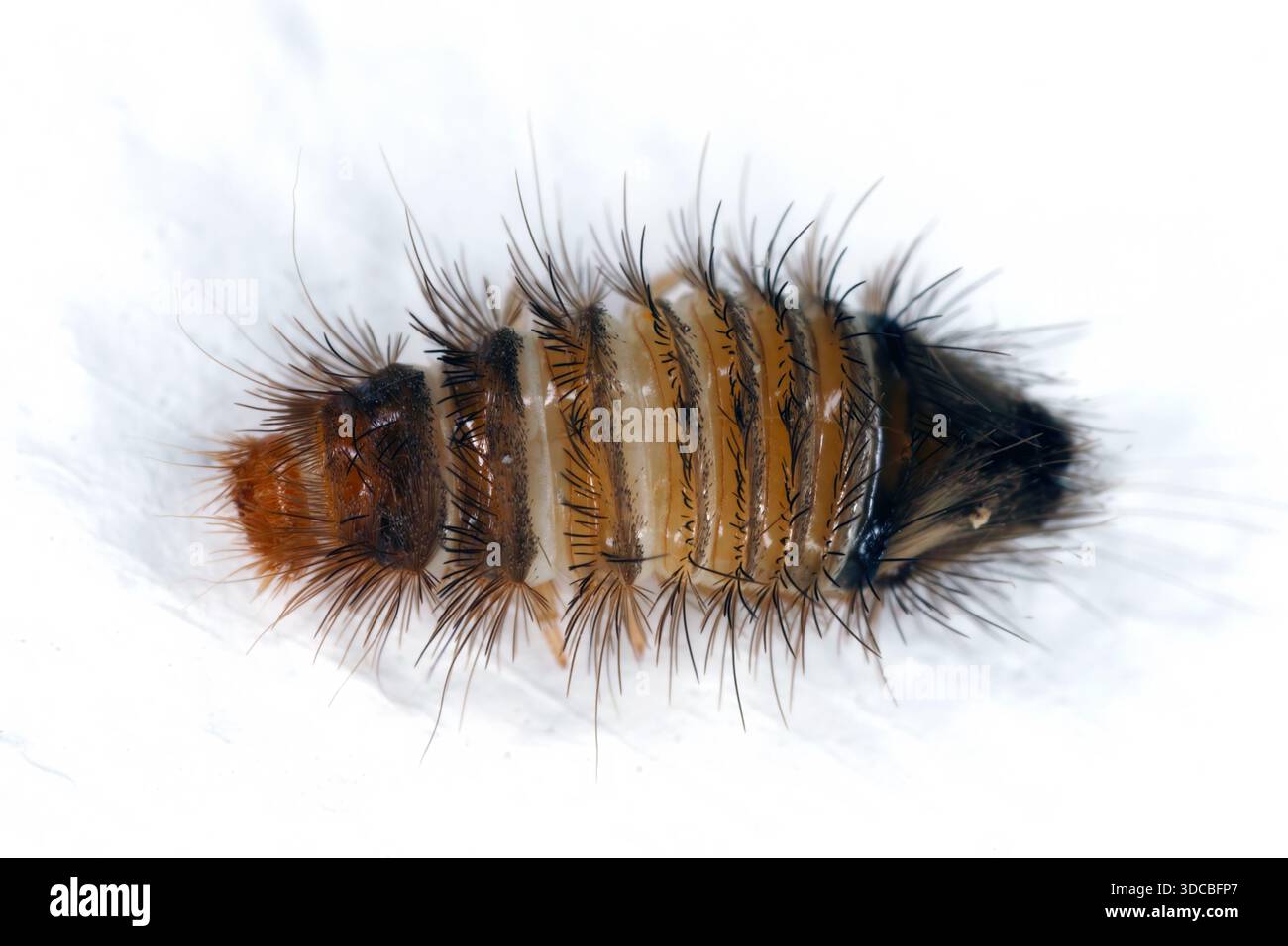 Larva di coleottero in casa. Parassiti negli appartamenti. Foto Stock