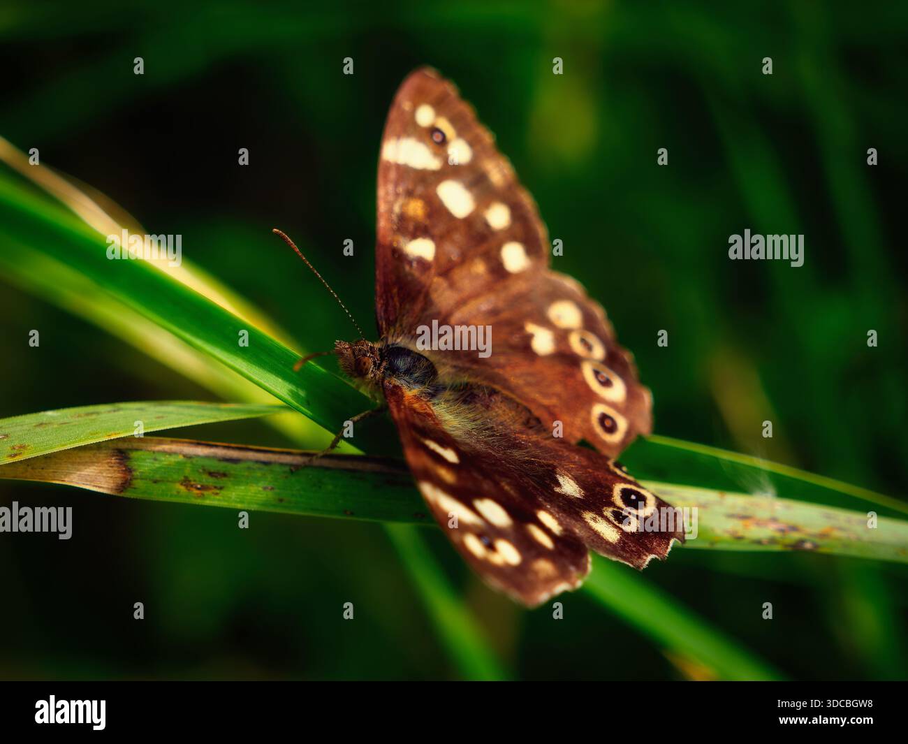 Una splendida farfalla trova rifugio nel prato, con le sue ali a chiazze che offrono un perfetto mimetismo. Foto Stock