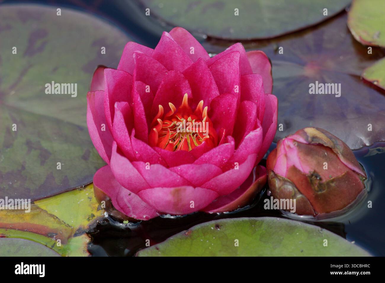 Waterlily. Nymphaea James Brydon, una pianta acquatica perenne apprezzata per i fiori rosa intenso. Foto Stock