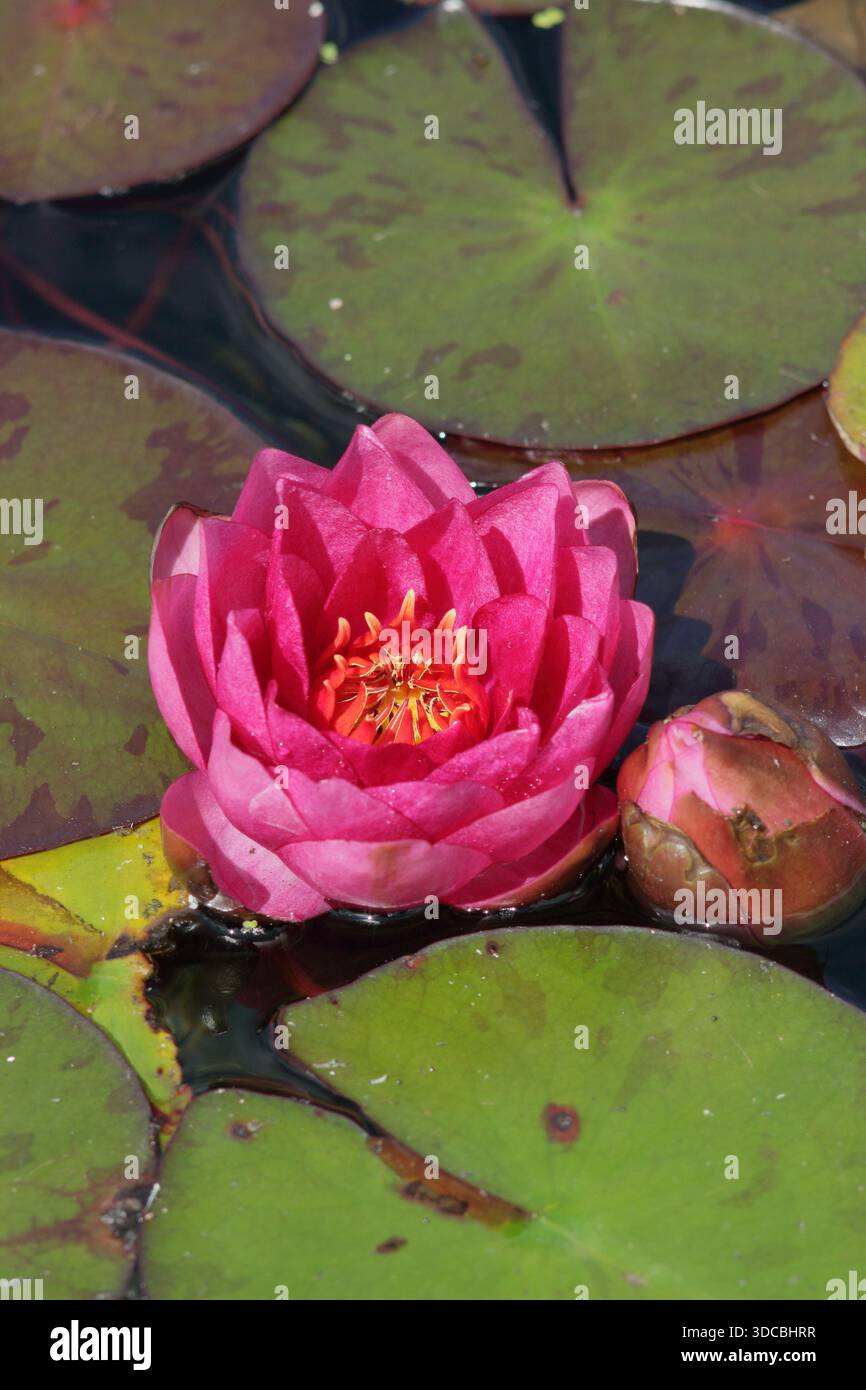 Waterlily. Nymphaea James Brydon, una pianta acquatica perenne apprezzata per i fiori rosa intenso. Foto Stock