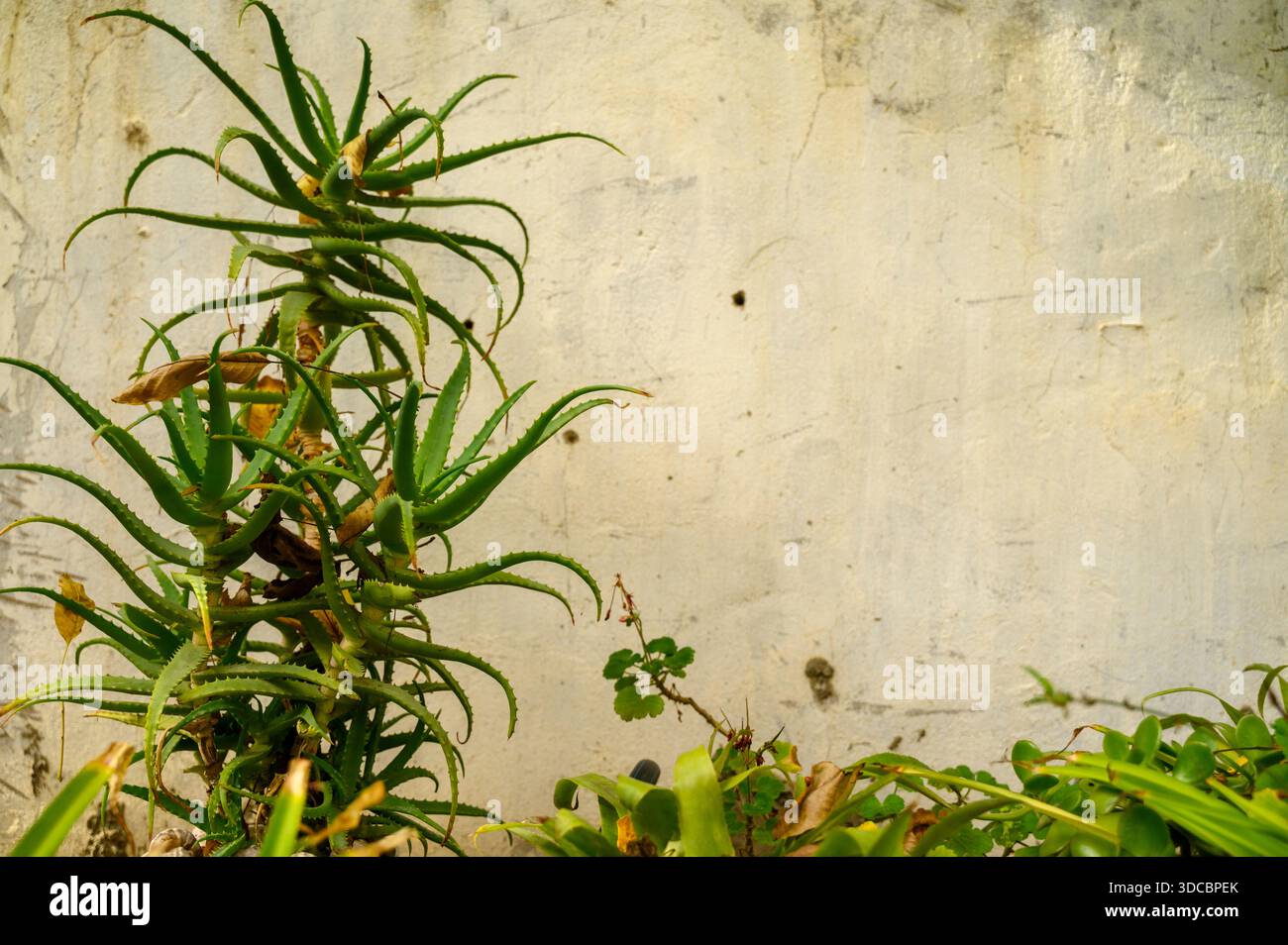 L'aloe vera cresce nel giardino sullo sfondo di un vecchio muro. Il concetto di autocura naturale, idratazione della pelle e viaggio nei paesi caldi. S Foto Stock