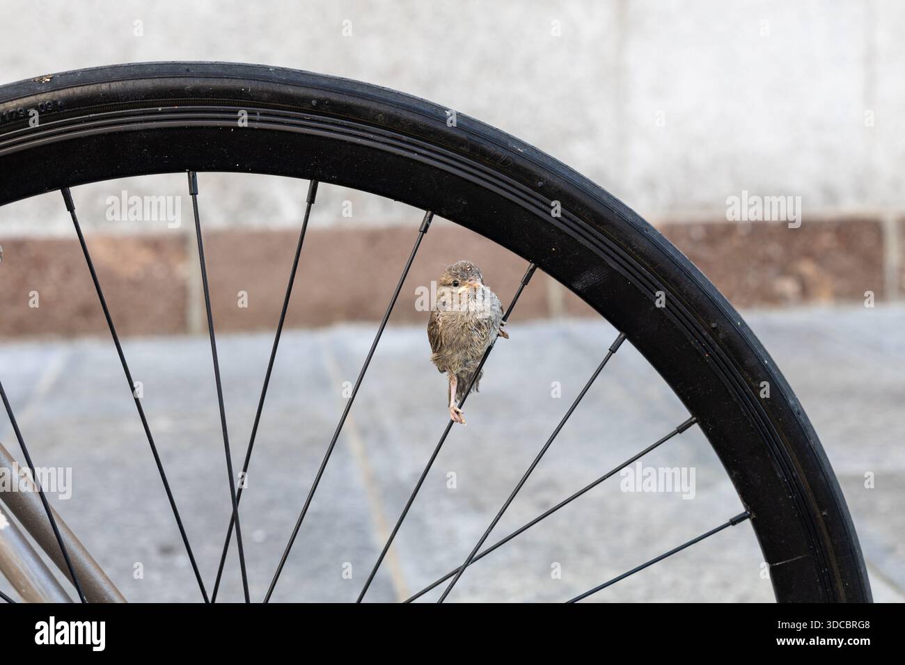 Un piccolo uccello siede su una ruota in bicicletta in un ambiente urbano. La scena giocosa unisce la natura alla vita cittadina, catturando un momento tranquillo e curioso contro una Foto Stock