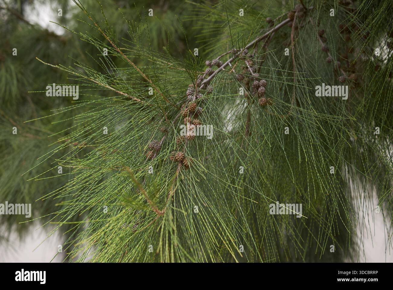 Casuarina equisetifolia albero sempreverde Foto Stock