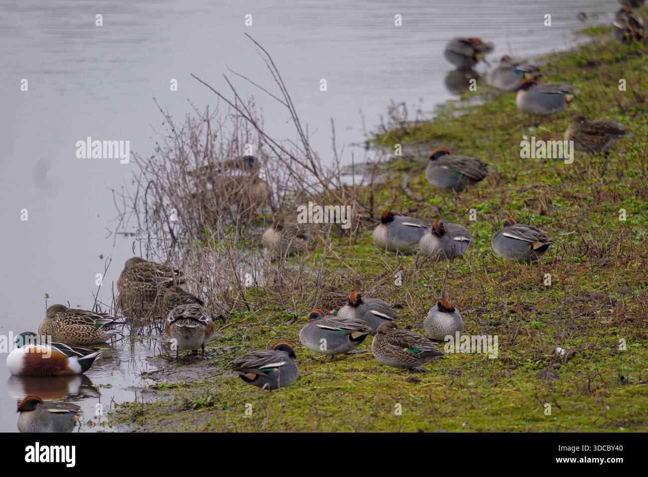 Un gruppo di tè dalle ali verdi si è riunito accanto a un habitat paludoso sulle rive del lago, riposando e nutrendosi vicino al bordo dell'acqua. Foto Stock