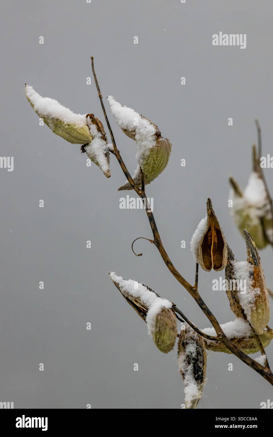 Contea di Mecosta, Michigan, Stati Uniti Foto Stock