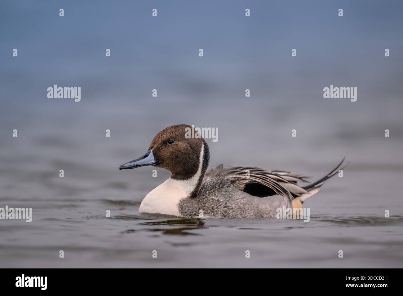 Un maschio Northern Pintail Anas acute ha trovato nuotare e associarsi con le anatre Mallard su uno stagno di anatre del Norfolk settentrionale, Regno Unito Foto Stock