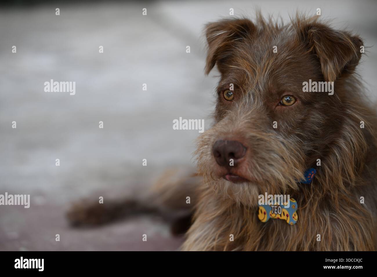 Ritratto ravvicinato di un cane marrone di razza mista che indossa un collare con etichetta di identificazione, fotografato in luce naturale con sfondo sfocato. Foto Stock
