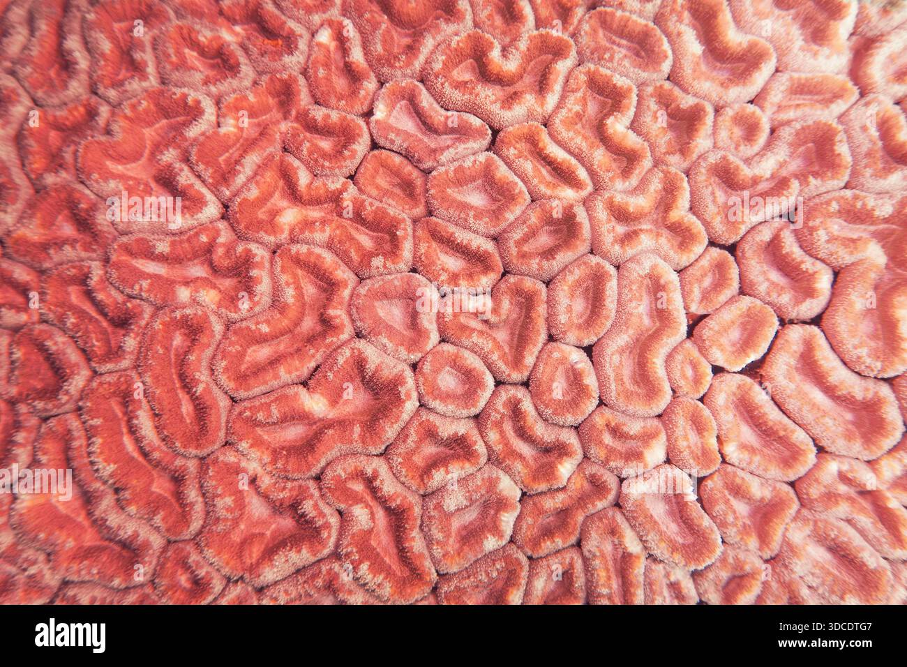 Consistenza organica del corallo duro sfondo astratto in corallo di tendenza. Foto Stock