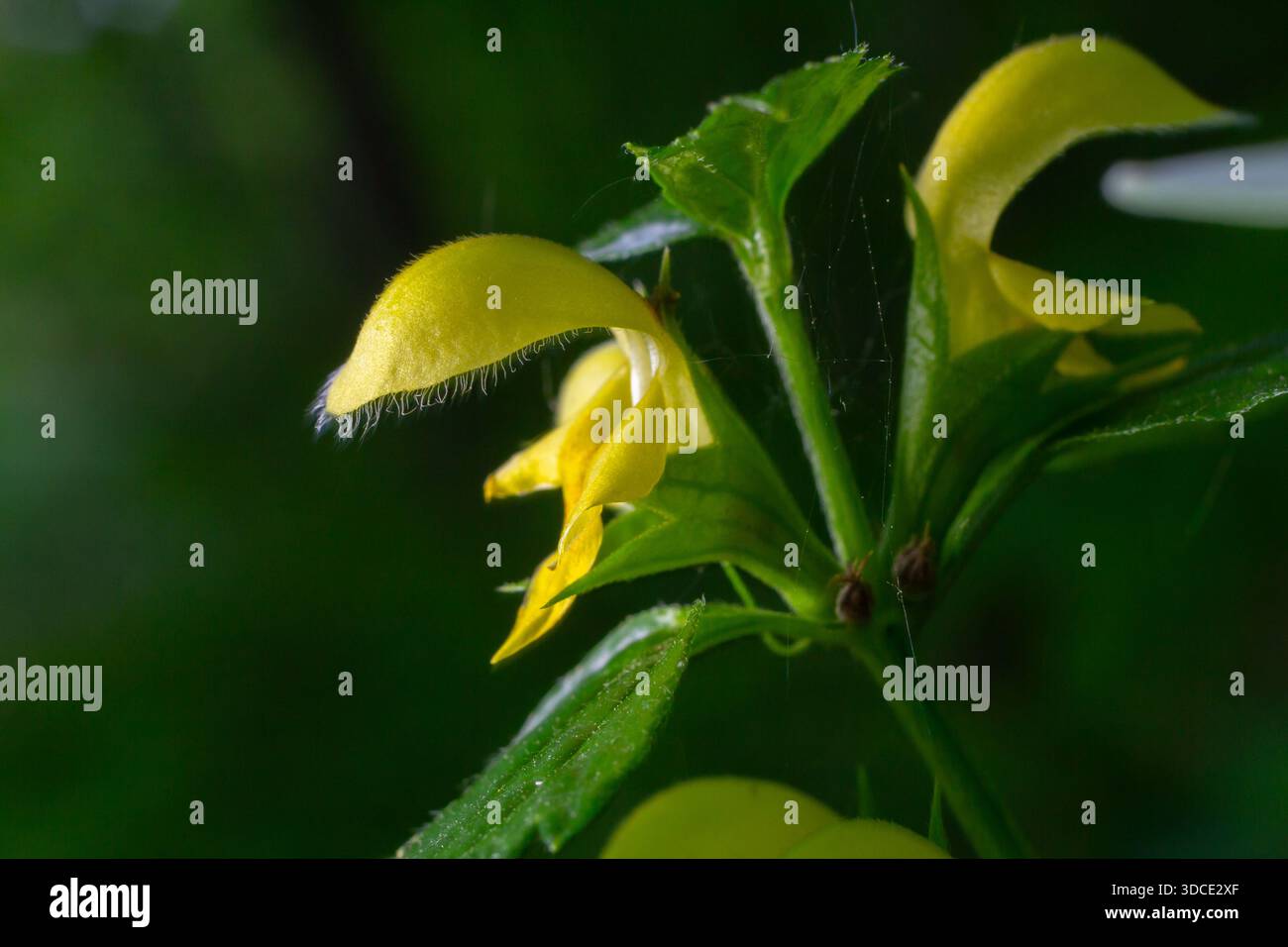 Il luteum di Galeobdolon presenta vivaci fiori gialli in un bosco tranquillo. I delicati fiori catturano l'essenza della crescita primaverile. Foto Stock