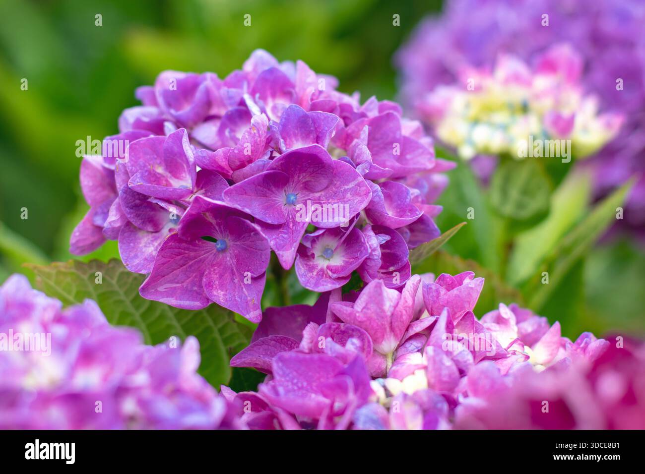 Ammassi di fiori di Hydrangea macrophylla con vividi petali rosa e centri blu brillante. Lussureggianti e colorate fioriture estive ricche di dettagli. Foto Stock