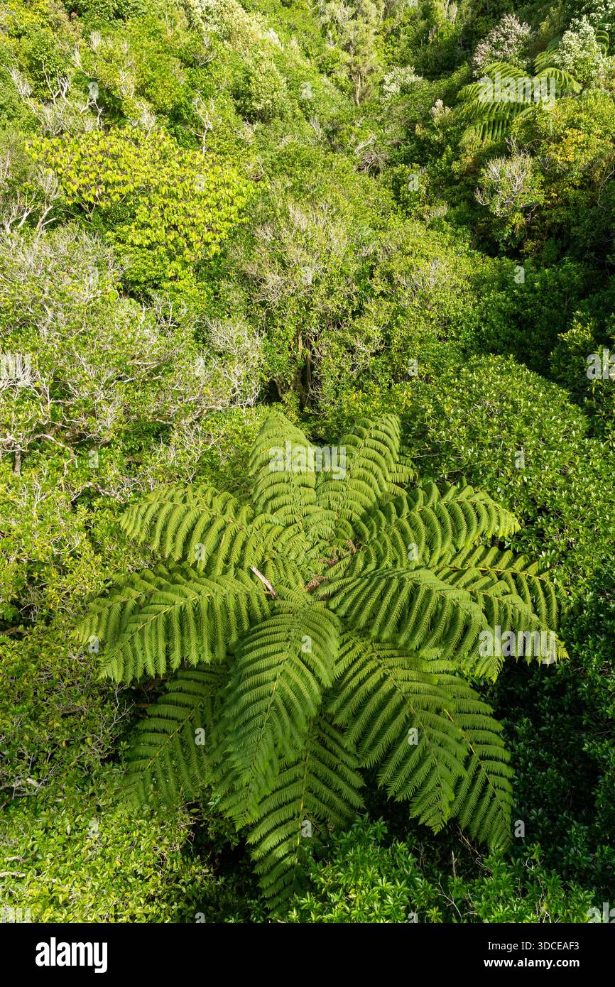 Vegetazione della foresta pluviale subtropicale nel Zealandia Wildlife Sanctuary, Wellington, North Island, nuova Zelanda Foto Stock