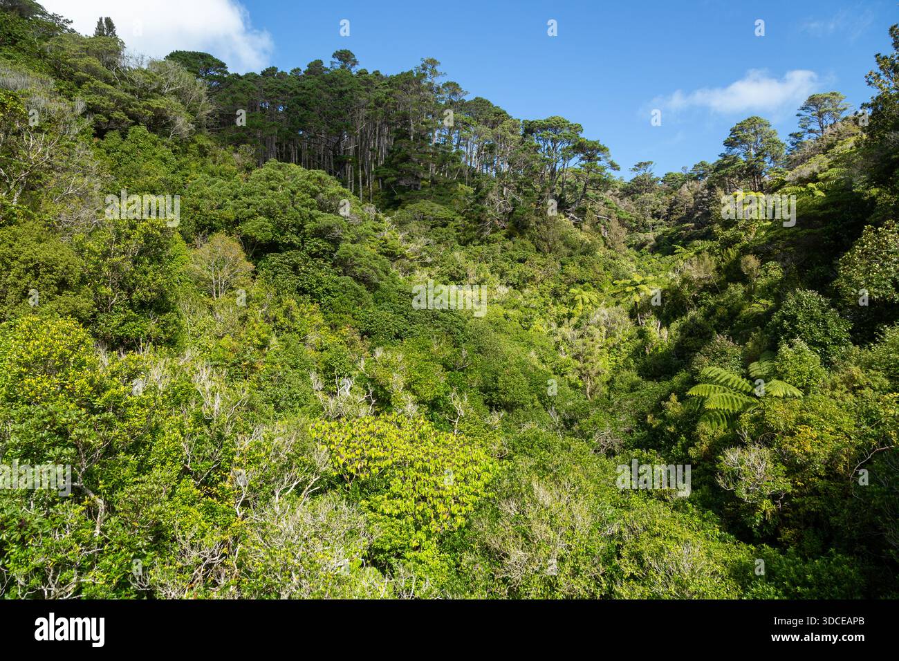 Vegetazione della foresta pluviale subtropicale nel Zealandia Wildlife Sanctuary, Wellington, North Island, nuova Zelanda Foto Stock