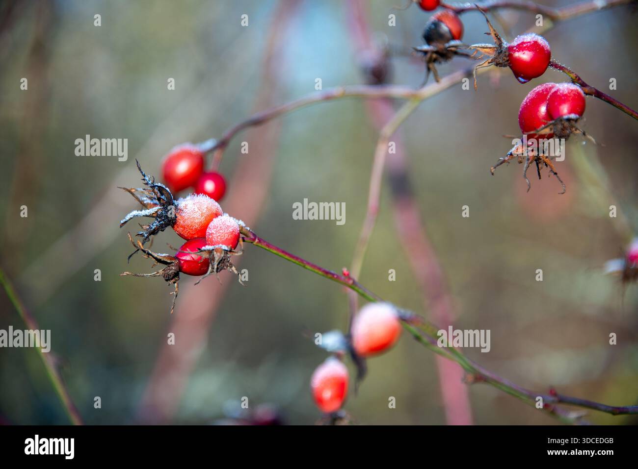 Hoarfrost sui fianchi di rose in una foresta di Berlino in una giornata fredda e limpida d'inverno. Foto Stock