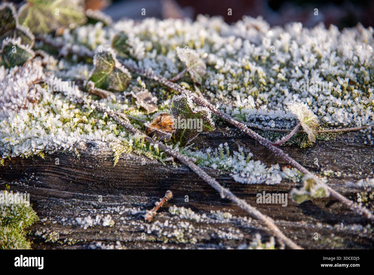 Hoarfrost sulle foglie in una foresta di Berlino in una giornata fredda e limpida d'inverno. Foto Stock