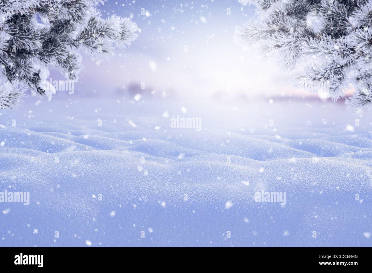 Winter Wonderland. Paesaggio innevato caratterizzato da neve immacolata e ondulata, incorniciato da rami di pino smerigliato. Le nevicate soffici e la luce di sfondo brillante c Foto Stock