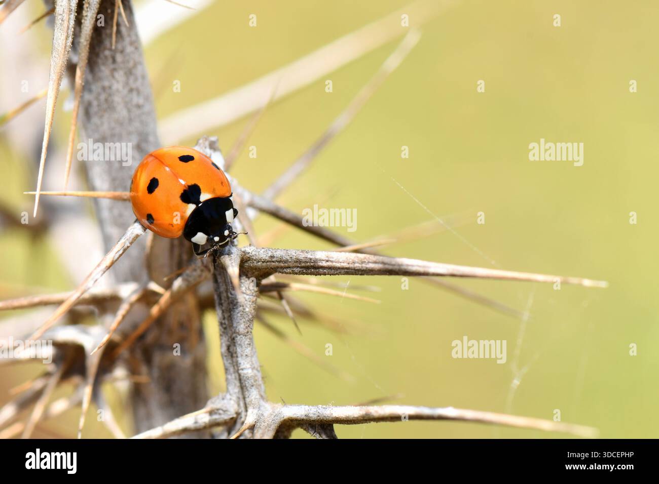 Macro di un coccinella septempunctata rosso brillante che si arrampica sulle spine appuntite di uno stelo di pianta secca. Foto Stock