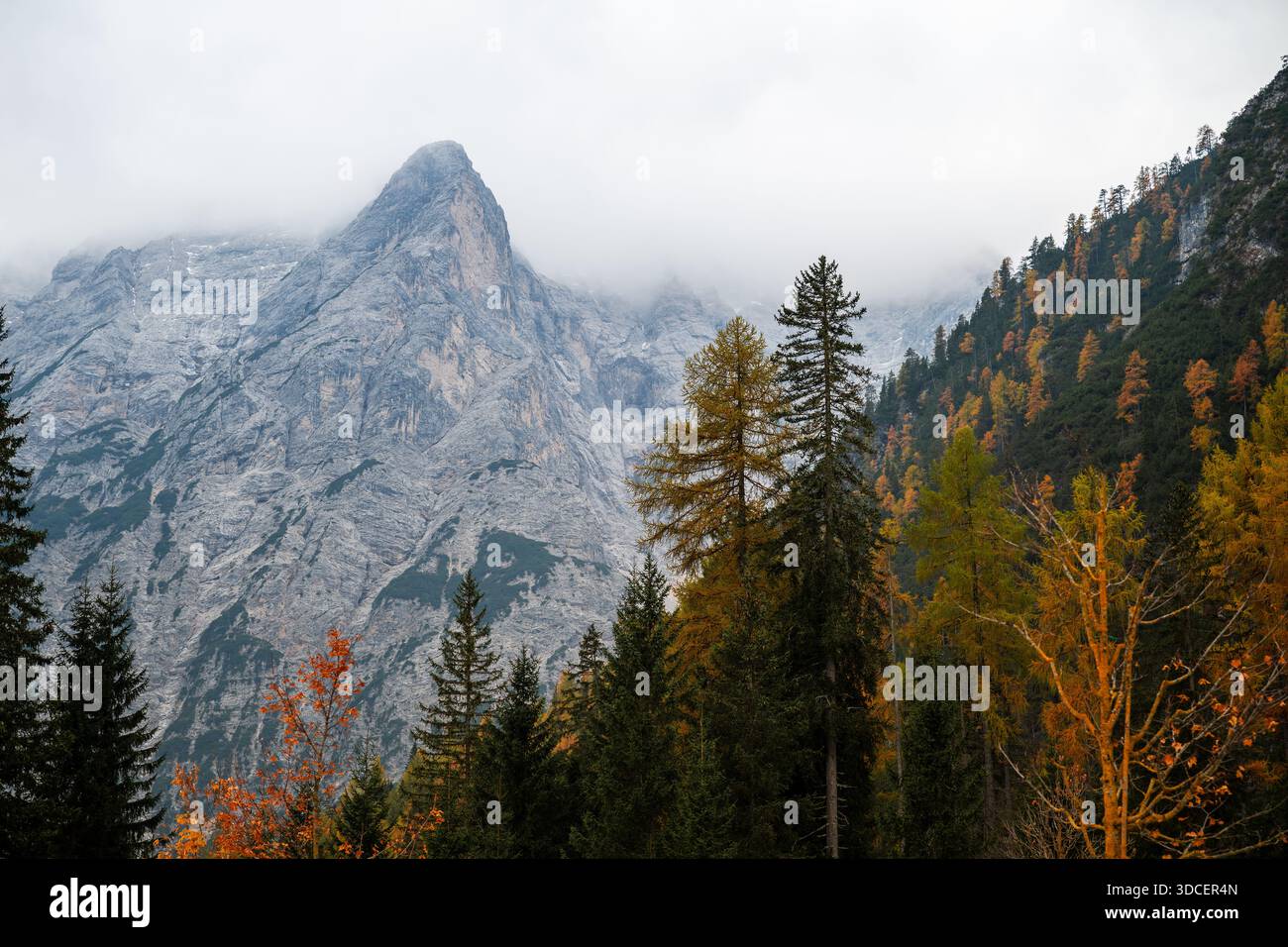 Foresta di larici autunnali con montagne dolomitiche nebbiose sullo sfondo Foto Stock