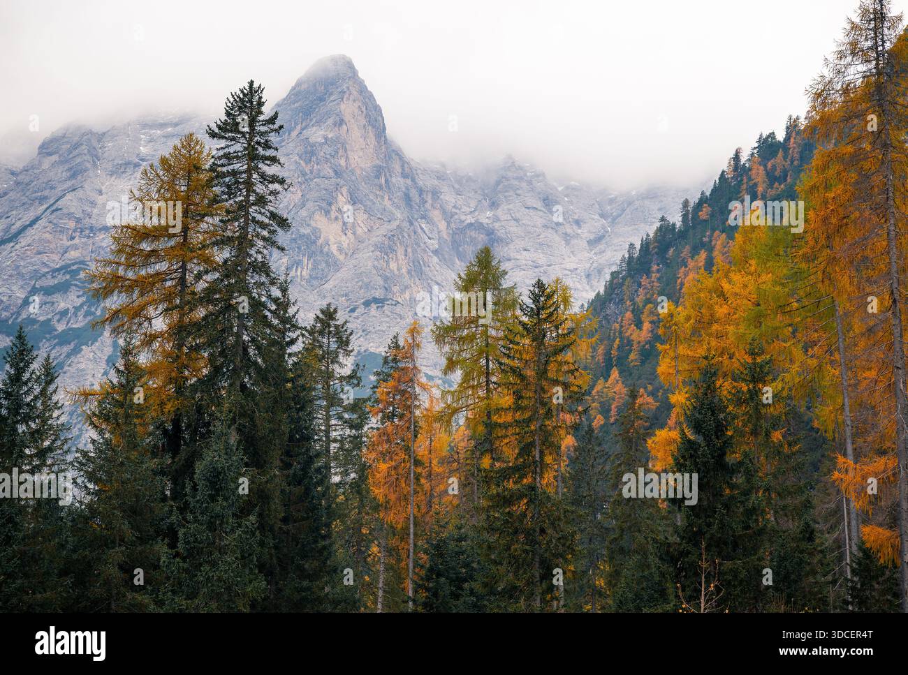Foresta di larici autunnali con montagne dolomitiche nebbiose sullo sfondo Foto Stock